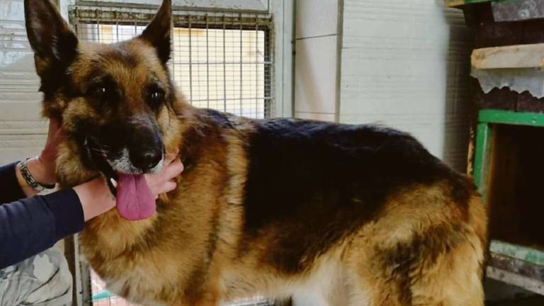 Elvis cerca un amico, Kira si sente sola Elvis cerca un amico, Kira si sente sola