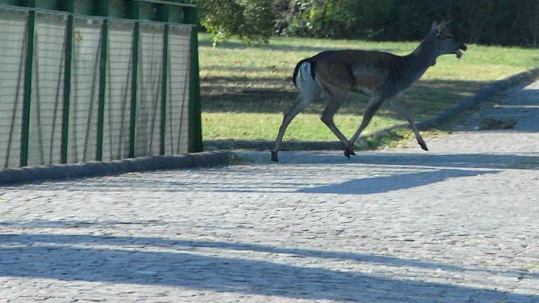 Ravenna, urta un daino con l'auto in via Trieste. Danni alla vettura, l'animale muore in pineta Ravenna, urta un daino con l'auto in via Trieste. Danni alla vettura, l'animale muore in pineta