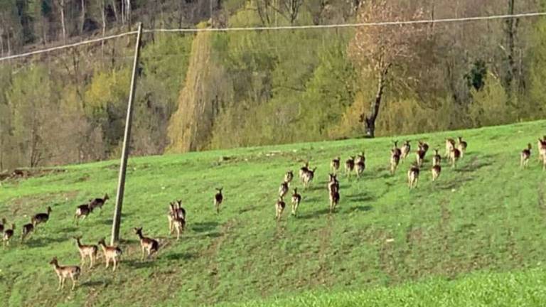 Allarme colture rovinate dai daini a Poggio alla Lastra Allarme colture rovinate dai daini a Poggio alla Lastra