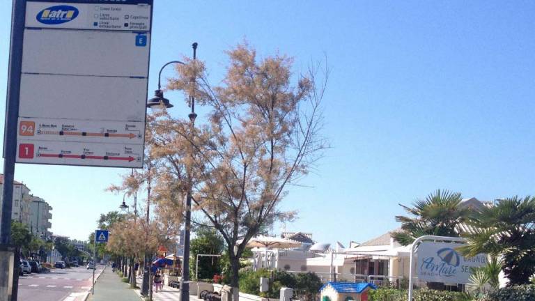 Piede schiacciato dal bus a Cesenatico: autista di linea a processo Piede schiacciato dal bus a Cesenatico: autista di linea a processo