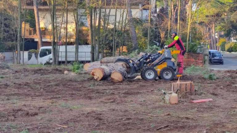 Milano Marittima, strage di pini per costruire un nuovo residence Milano Marittima, strage di pini per costruire un nuovo residence