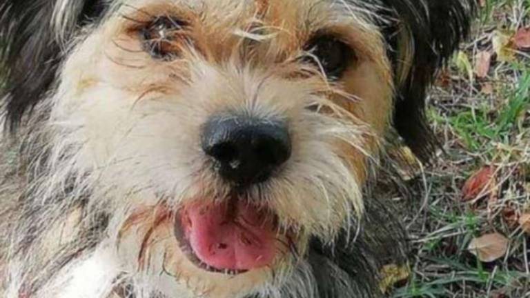 Rimini. Cane sbranato dal pitbull. Ci ha ucciso un famigliare Rimini. Cane sbranato dal pitbull. Ci ha ucciso un famigliare