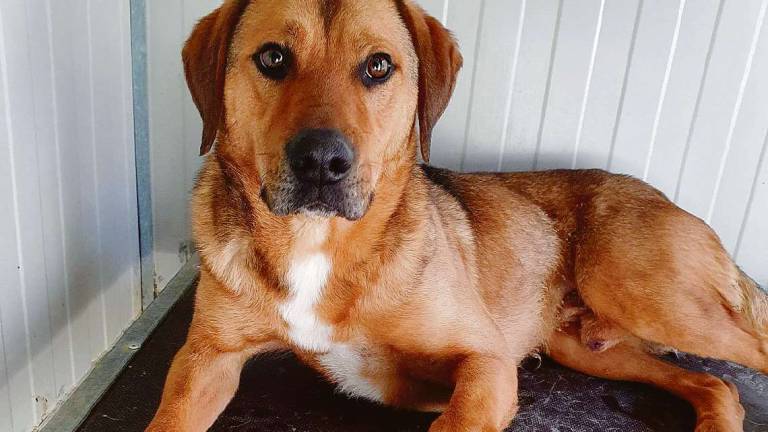 Spike, un coccolone in cerca di una casa Spike, un coccolone in cerca di una casa