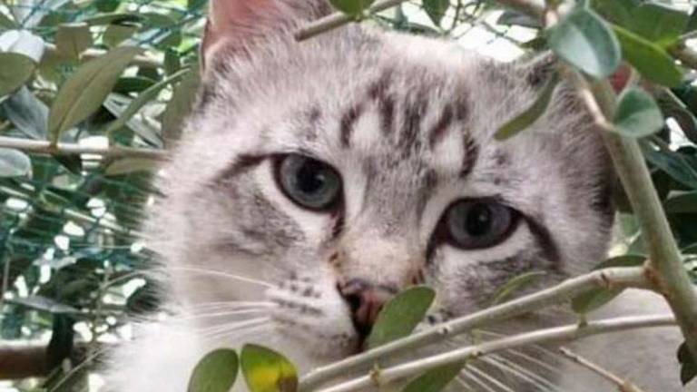 Oscar, bellezza pura Oscar, bellezza pura
