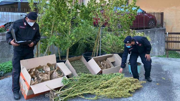 Imola, coltiva la marijuana in casa e finisce in manette Imola, coltiva la marijuana in casa e finisce in manette