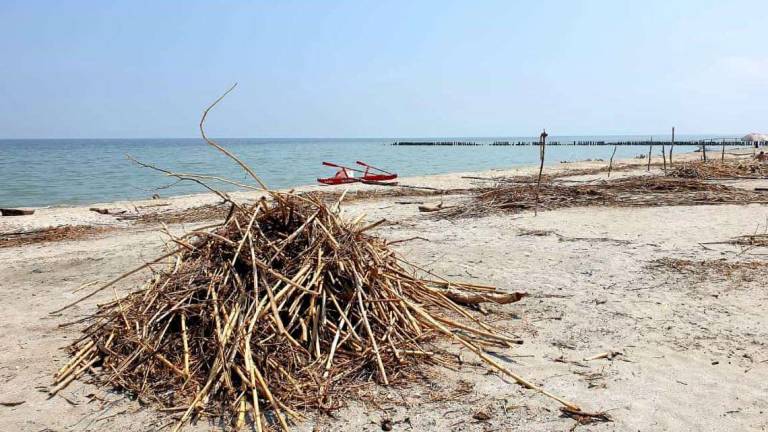 Lido di Dante, spiaggia naturista invasa da detriti, ma la Bassona non si può pulire Lido di Dante, spiaggia naturista invasa da detriti, ma la Bassona non si può pulire