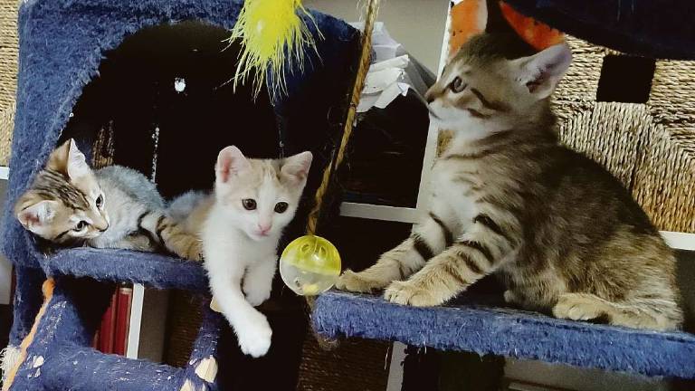 Rimini. Ammazzava gattini buttandoli nei rifiuti, fermata 90enne Rimini. Ammazzava gattini buttandoli nei rifiuti, fermata 90enne