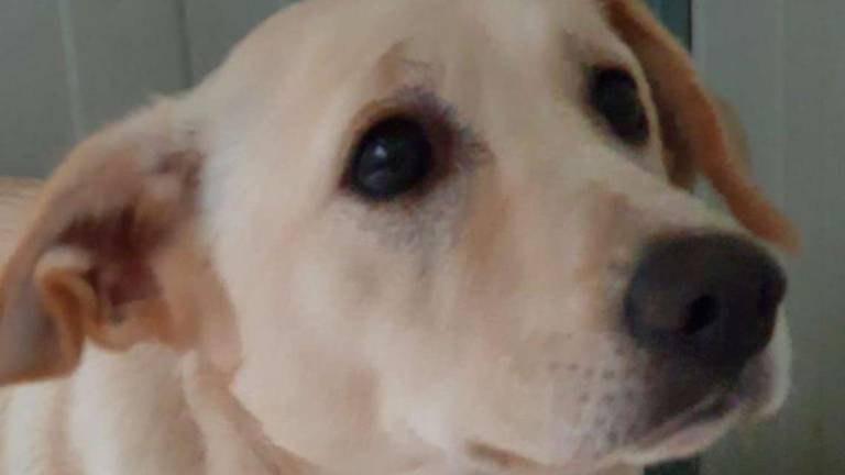 Tre splendidi cani, regalo di Natale Tre splendidi cani, regalo di Natale