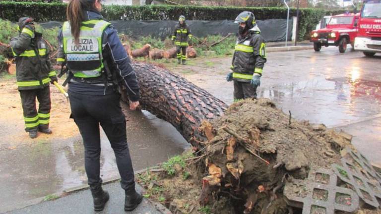 Savignano, il pino caduto aveva passato il test di sicurezza Savignano, il pino caduto aveva passato il test di sicurezza