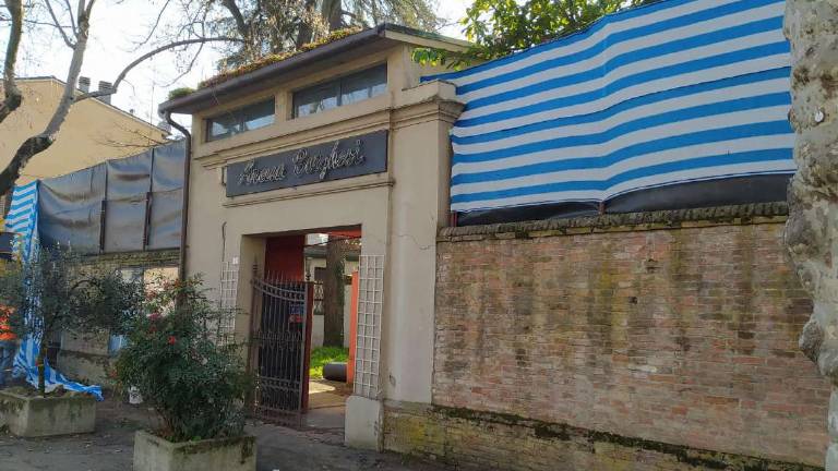 Morto il tasso secolare dell'Arena Borghesi, polemiche a Faenza Morto il tasso secolare dell'Arena Borghesi, polemiche a Faenza