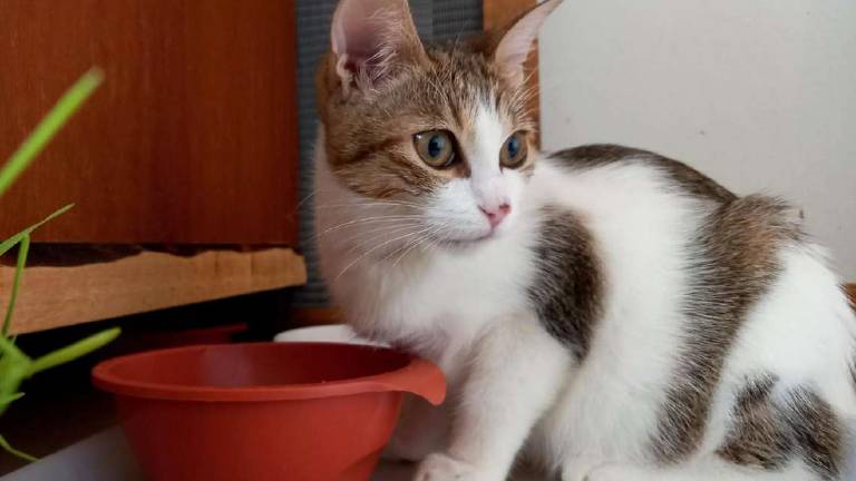 Tea si è ammalata, colletta per aiutarla Tea si è ammalata, colletta per aiutarla