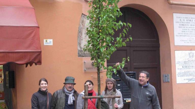 Forlì, l'albero della Libertà: vittoria per Turrini Forlì, l'albero della Libertà: vittoria per Turrini