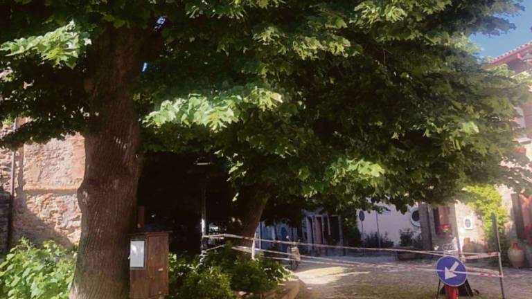 Cesena, il tiglio di Monteleone cerca la salvezza in un Registro Cesena, il tiglio di Monteleone cerca la salvezza in un Registro