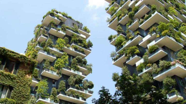 Alberi fondamentali per mitigare gli effetti delle isole di calore Alberi fondamentali per mitigare gli effetti delle isole di calore