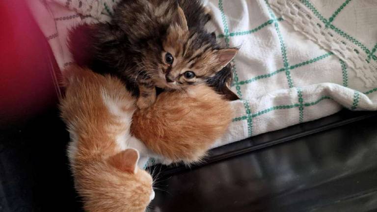 Roncofreddo, gattini buttati tra rifiuti salvati da una volontaria Roncofreddo, gattini buttati tra rifiuti salvati da una volontaria