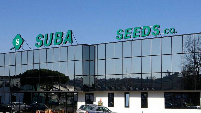 Suba Seeds: pace fatta dopo il caso tamponi a Longiano Suba Seeds: pace fatta dopo il caso tamponi a Longiano