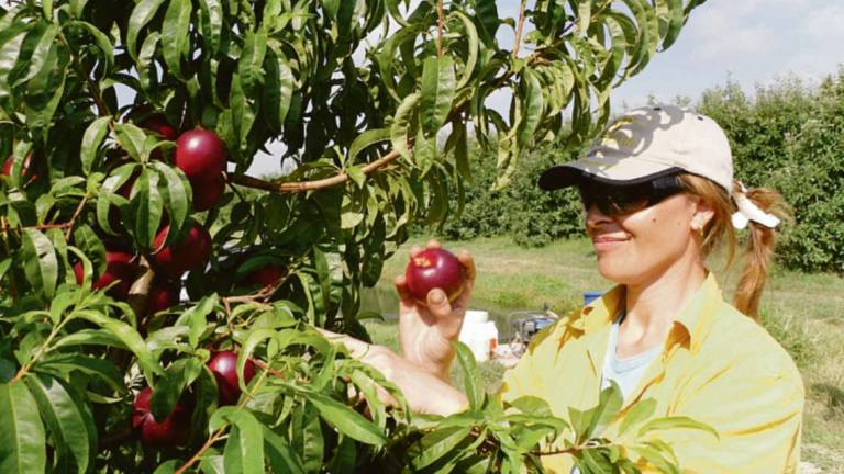 Forlì. Agricoltura, raccolti più scarsi pagati meno del 2022 Forlì. Agricoltura, raccolti più scarsi pagati meno del 2022