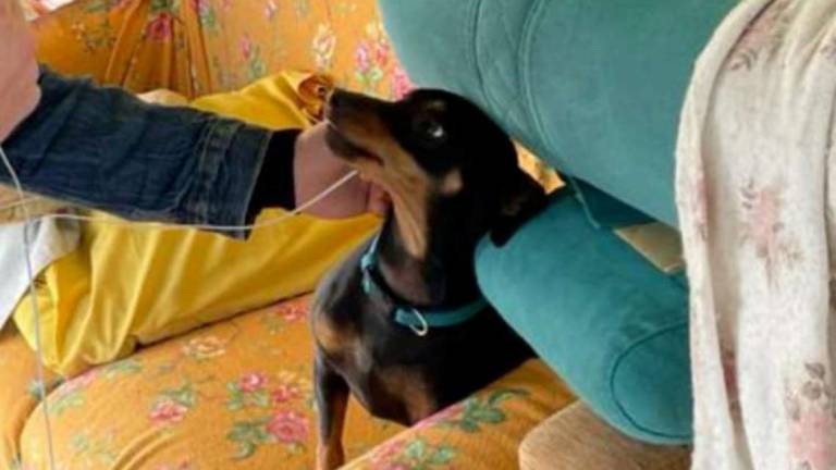 Poggio Torriana: assalto dei lupi, cane salvato dalla padrona Poggio Torriana: assalto dei lupi, cane salvato dalla padrona