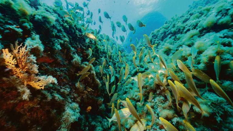 La Blue Economy cresce, il valore sfiora i 48 miliardi La Blue Economy cresce, il valore sfiora i 48 miliardi
