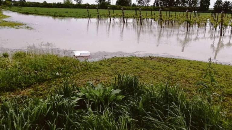 Ravenna, strade e campi distrutti: l'ansia degli agricoltori Ravenna, strade e campi distrutti: l'ansia degli agricoltori