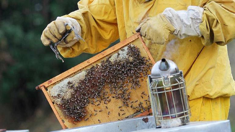 Emergenza api: Senza agricoltori si sarebbero già estinte Emergenza api: Senza agricoltori si sarebbero già estinte