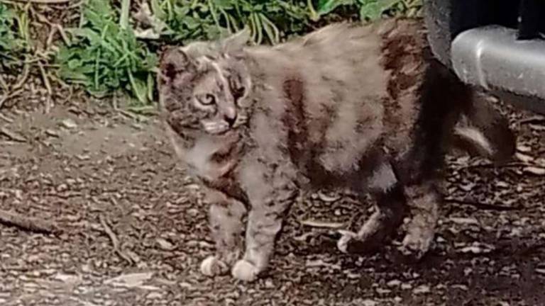 Santarcangelo, non è randagia: i vicini salvano la gattina Santarcangelo, non è randagia: i vicini salvano la gattina