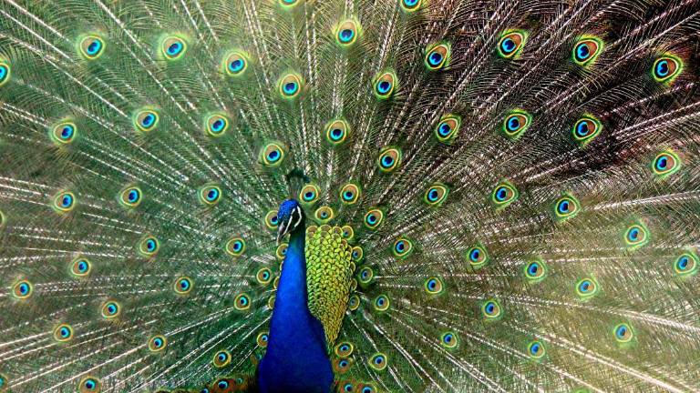 Ravenna, troppi pavoni a Punta Marina: Problema per i turisti Ravenna, troppi pavoni a Punta Marina: Problema per i turisti