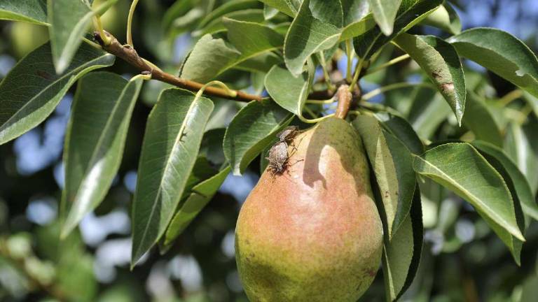 Ravenna, appello contro le cimici: A rischio il 20% delle frutta Ravenna, appello contro le cimici: A rischio il 20% delle frutta