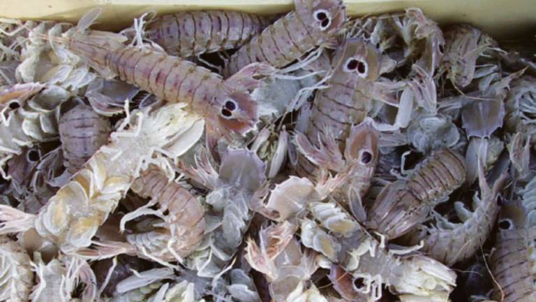 Che pesca: 2.300 casse di canocchie dopo la mareggiata a Cesenatico Che pesca: 2.300 casse di canocchie dopo la mareggiata a Cesenatico