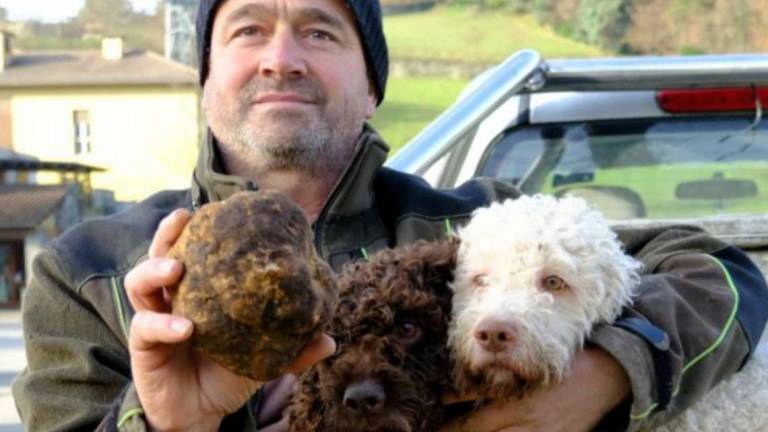 In Valle Savio trova tartufo da 804 grammi grazie ai suoi lagotti In Valle Savio trova tartufo da 804 grammi grazie ai suoi lagotti