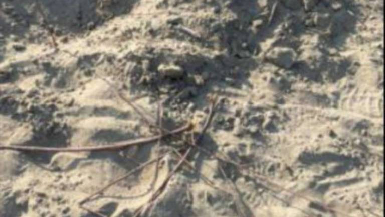 A Lido di Dante volontari proteggono le piante dai ciclisti A Lido di Dante volontari proteggono le piante dai ciclisti