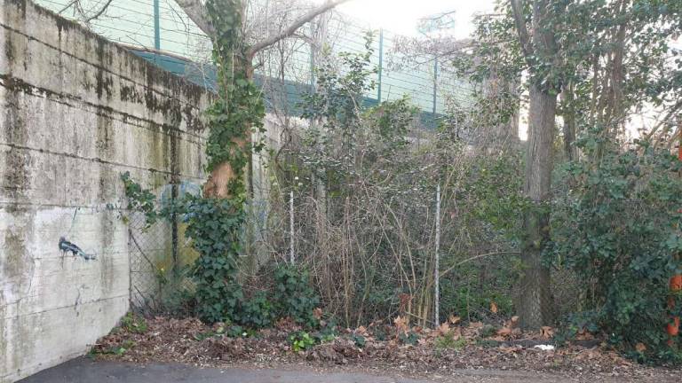 Cesena, una giungla fuori controllo porta topi e formiche Cesena, una giungla fuori controllo porta topi e formiche