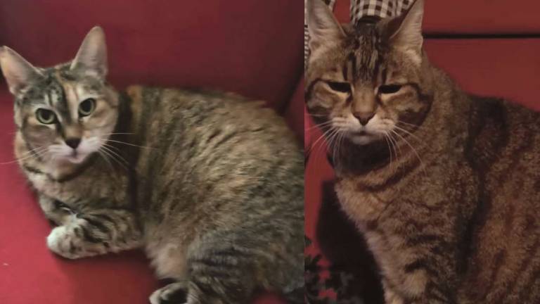Jessy e Briciola cercano una casa Jessy e Briciola cercano una casa