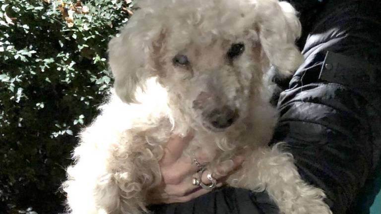 Lilli, vittima di incurie salvata e poi adottata Lilli, vittima di incurie salvata e poi adottata