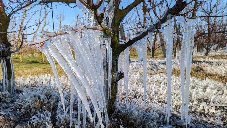 Faenza, termometro a -7°: frutteti a serio rischio Faenza, termometro a -7°: frutteti a serio rischio