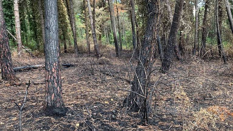 Cervia, ecco la vigilanza notturna in pineta contro gli incendi Cervia, ecco la vigilanza notturna in pineta contro gli incendi