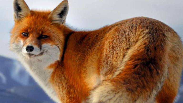 Uno scatto per la natura: un concorso per gli under 30 Uno scatto per la natura: un concorso per gli under 30