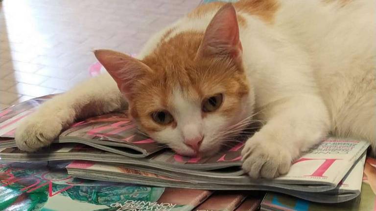 Morte sospetta di Luce, mascotte dell'Ina Casa: presentata denuncia Morte sospetta di Luce, mascotte dell'Ina Casa: presentata denuncia