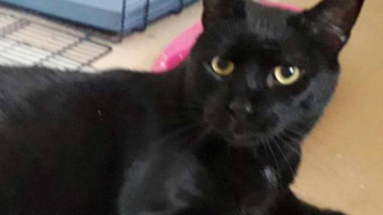 Baghera, una “pantera” dolce Baghera, una “pantera” dolce