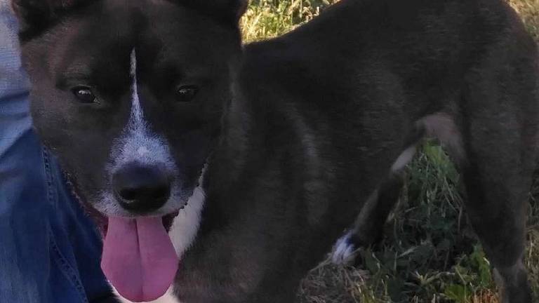 Wolf è pronto a correre da una nuova famiglia Wolf è pronto a correre da una nuova famiglia
