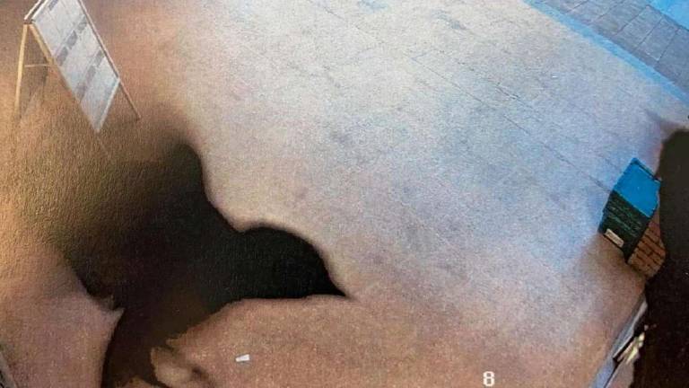 Distrugge un nido di rondine: commerciante denunciato Distrugge un nido di rondine: commerciante denunciato