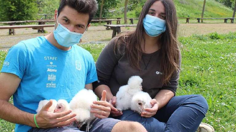 Rimini, 11 cuccioli di barbagianni a Oltremare Rimini, 11 cuccioli di barbagianni a Oltremare