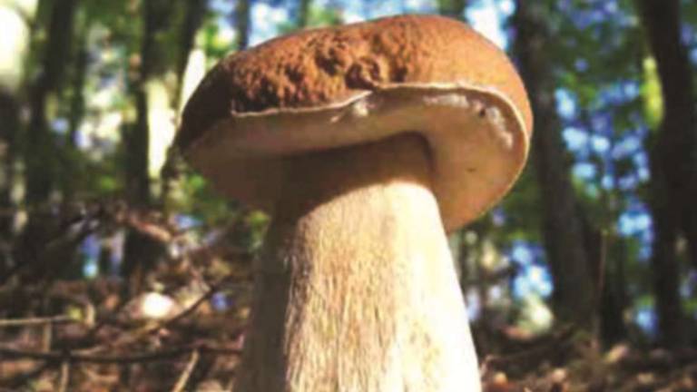 Riparte la stagione dei funghi: da domani punto micologico a Cesena Riparte la stagione dei funghi: da domani punto micologico a Cesena
