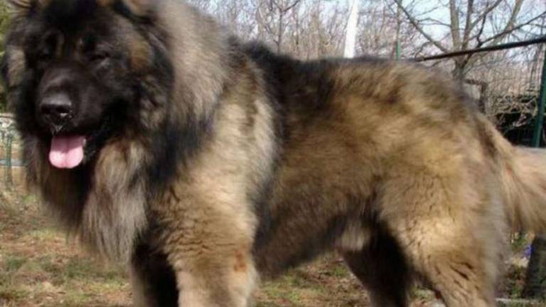 Rimini, azzannato in testa da un cane: 40 punti di sutura Rimini, azzannato in testa da un cane: 40 punti di sutura