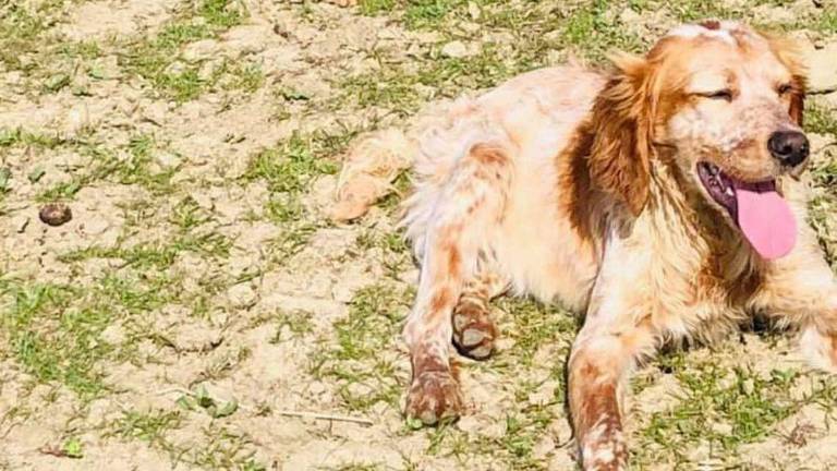 Dolcissimi fratellini di due anni sperano di essere adottati Dolcissimi fratellini di due anni sperano di essere adottati