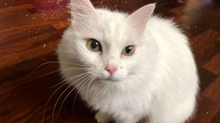Bianca è rimasta sola e ha bisogno di coccole Bianca è rimasta sola e ha bisogno di coccole