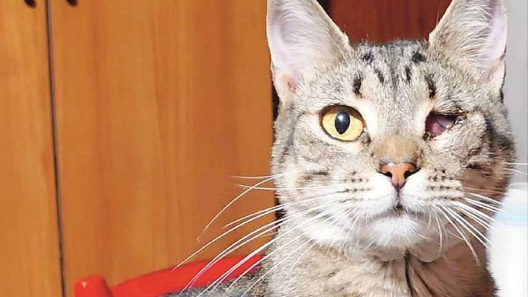 Pipetta cerca casa e un po’ di amore Pipetta cerca casa e un po’ di amore