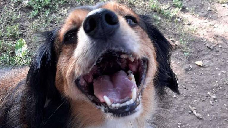 Fortunato è buono, cerca una famiglia Fortunato è buono, cerca una famiglia