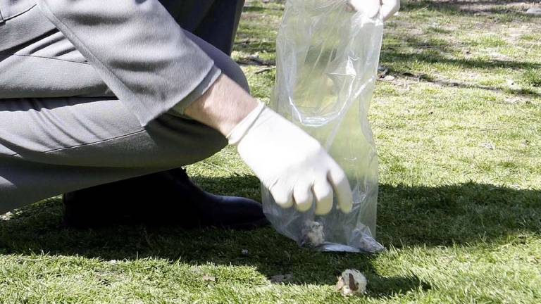 Polpette avvelenate ai cani: giro di vite a San Marino Polpette avvelenate ai cani: giro di vite a San Marino