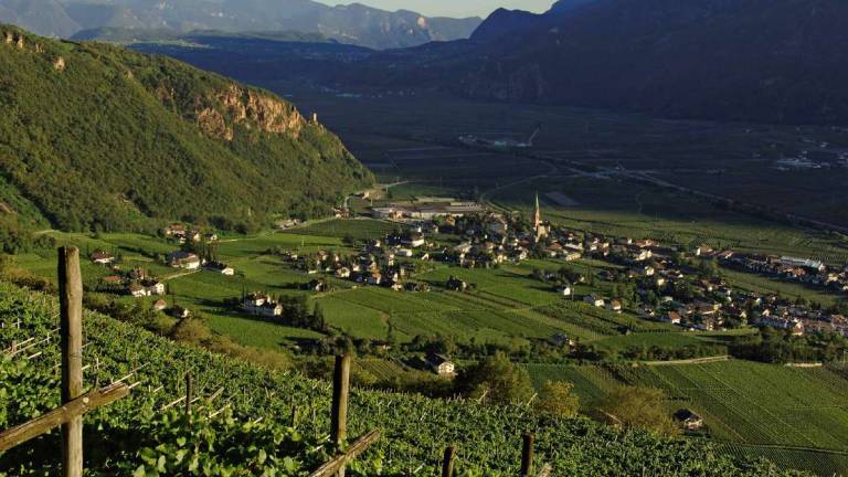 La sottile arte della longevità: questa è l’essenza dei nostri vini La sottile arte della longevità: questa è l’essenza dei nostri vini